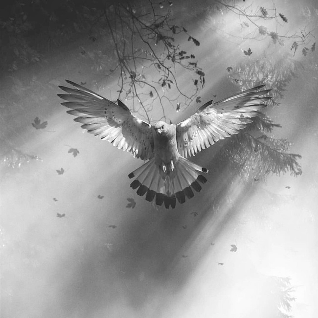 BnW Animals - Birds from Instagram
