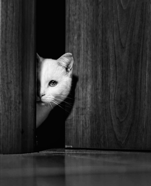 BnW Animals - Cats from Instagram