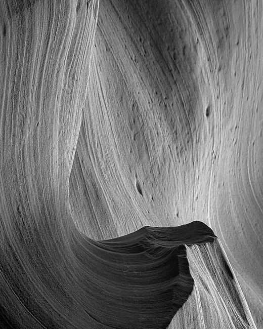 BnW Nature Close-Up from Instagram
