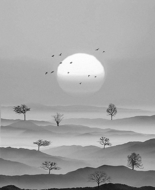 BnW TREES Landscape from Instagram