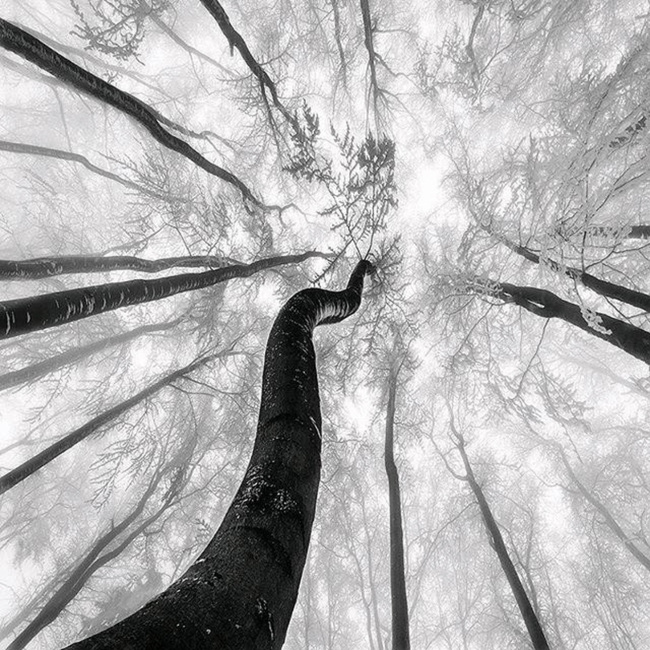 BnW TREES Landscape from Instagram