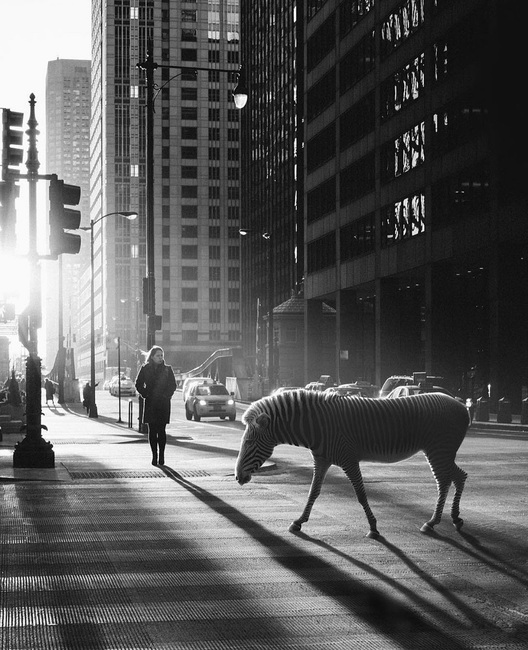 BnW Animals - Zebra from Instagram