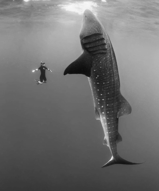 BnW Seascape - Divers from Instagram
