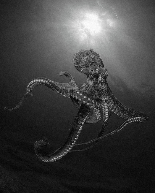 BnW Seascape - Octopus from Instagram
